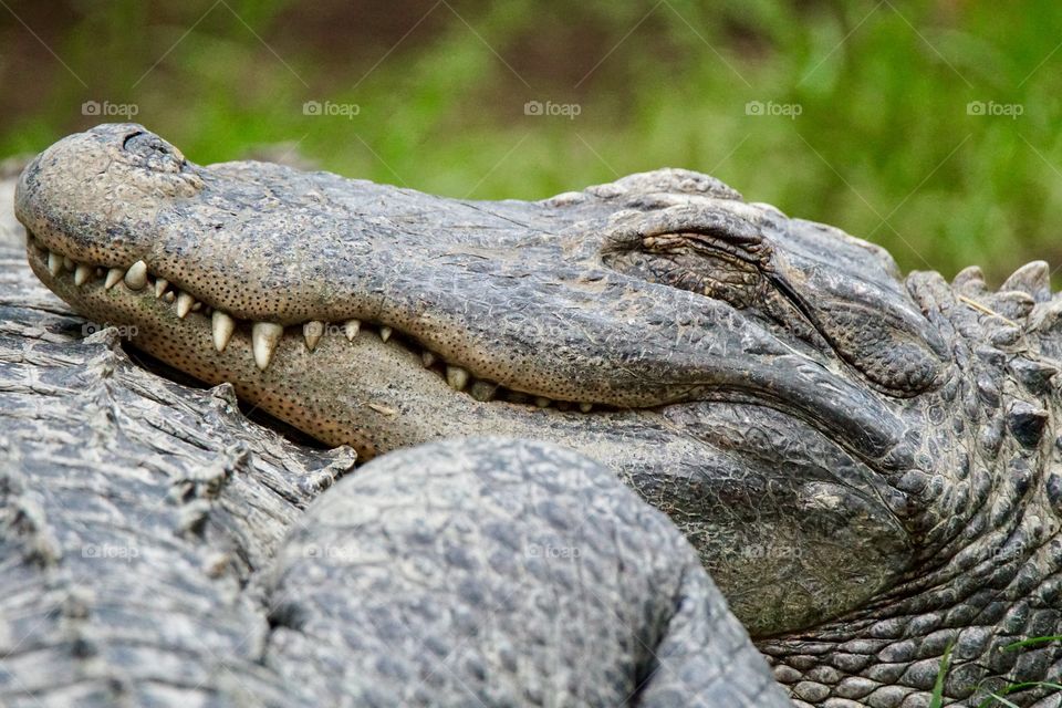 American alligator resting