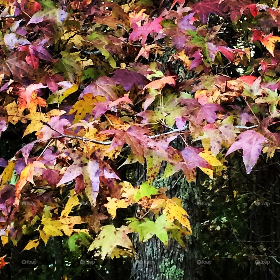 Fall leaves