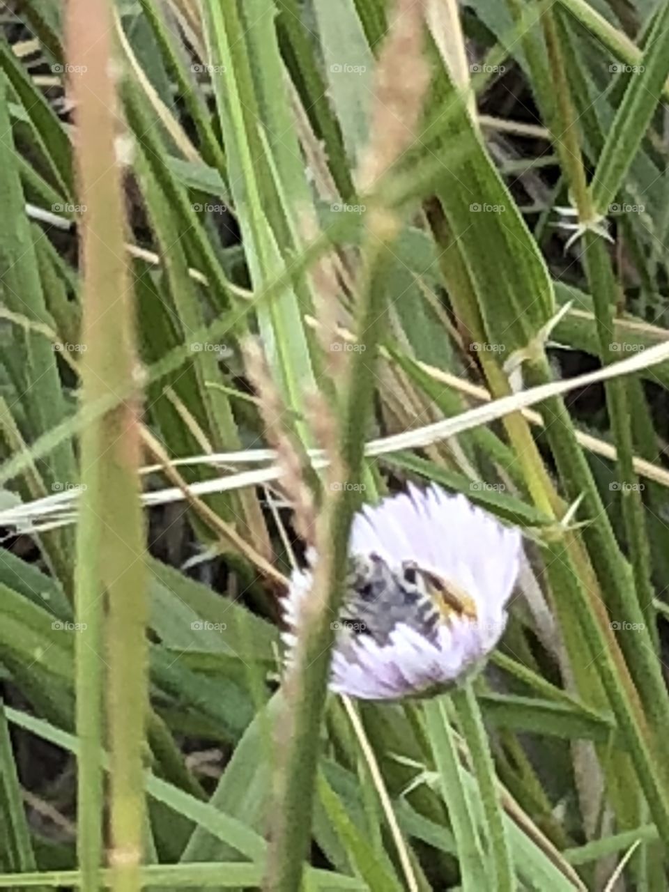 Bees before their fight