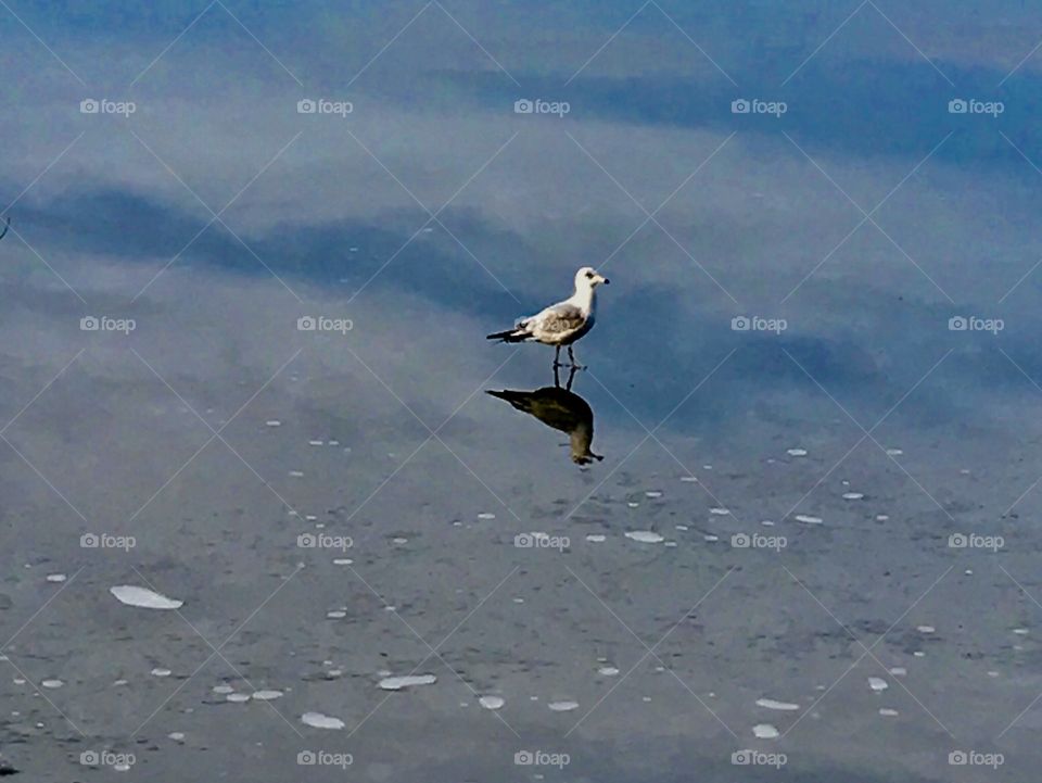 Reflection of bird