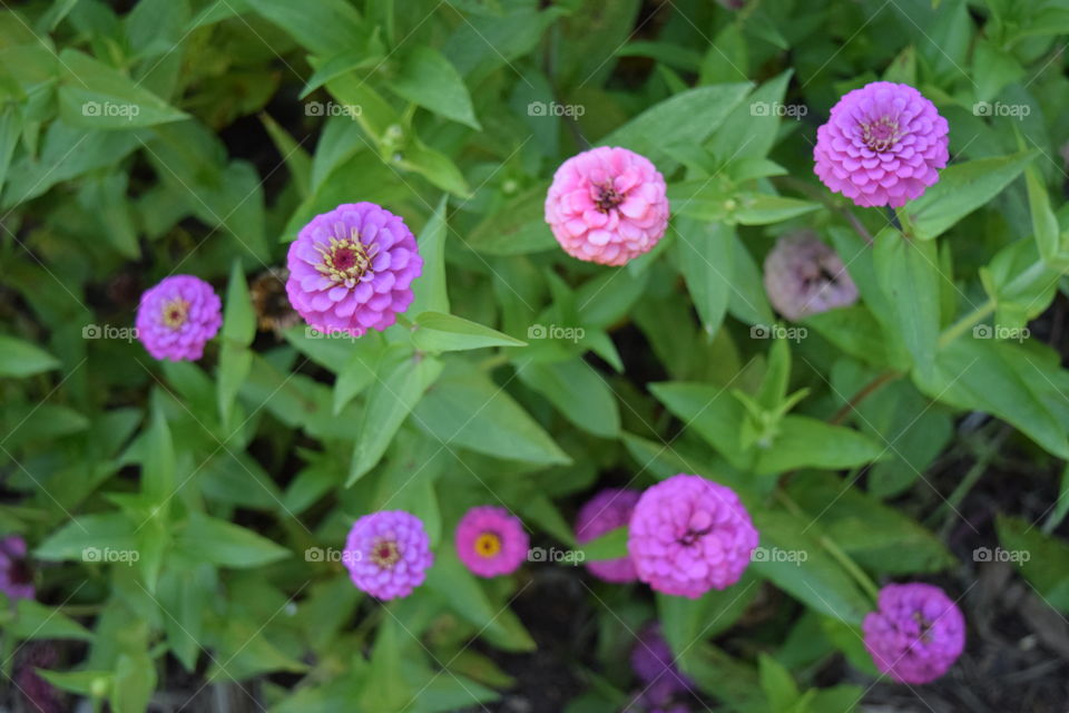 Purple and pink flowers, August 2016.
