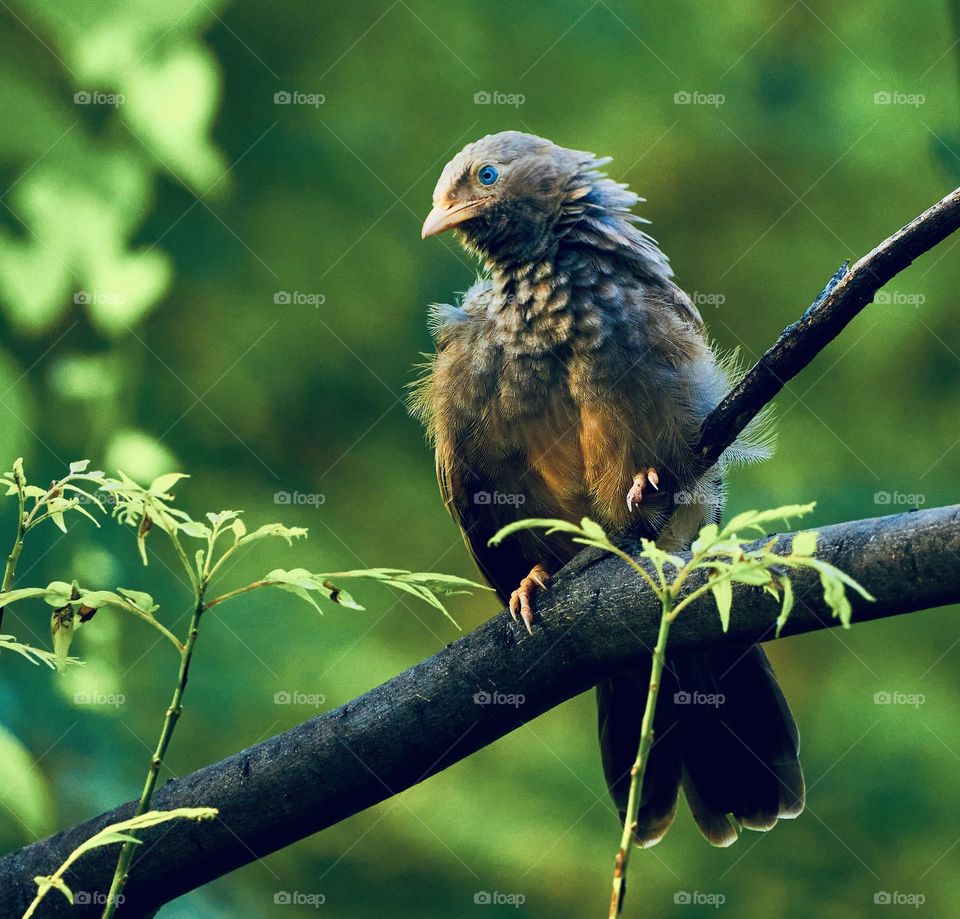 Bird - Yellow babbler - Sun bask 