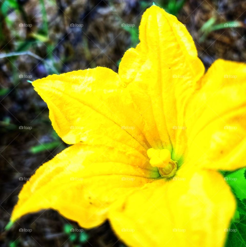 Female gourd flower.