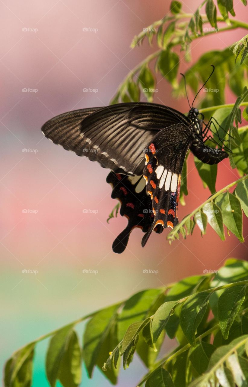 Butterfly soaking sweet neem