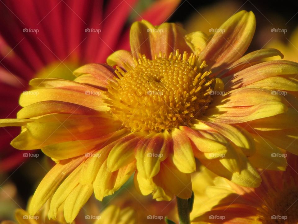 Chrysanthemum flower