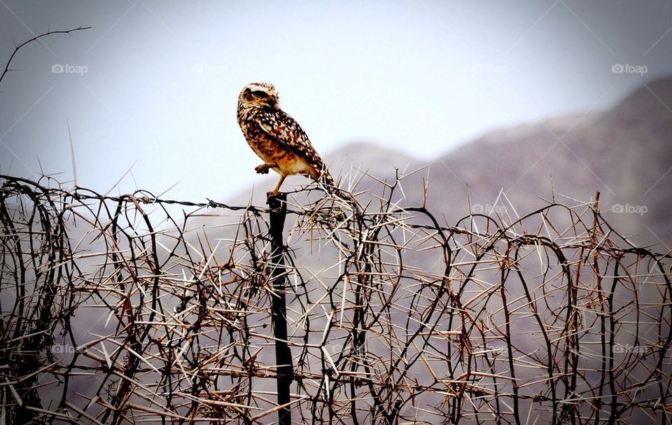 bobwire taggtråd climping greens greens by anetteaventyr