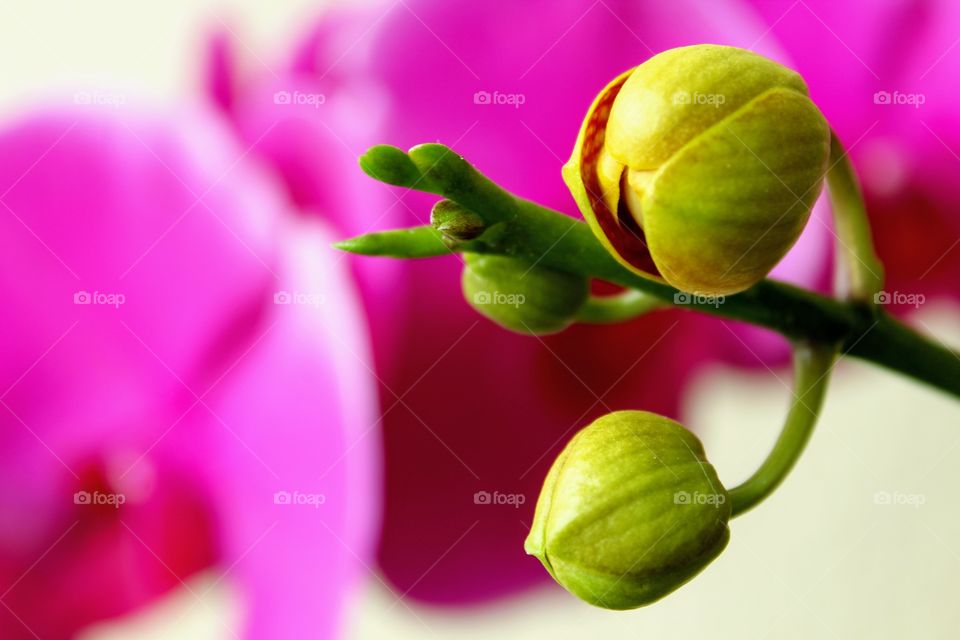 Pink Orchids