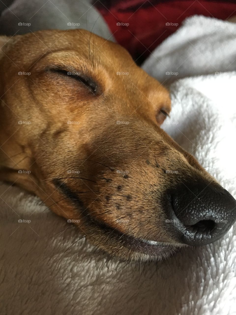 Amber the Italian greyhound puppy in close up asleep on a white blanket 