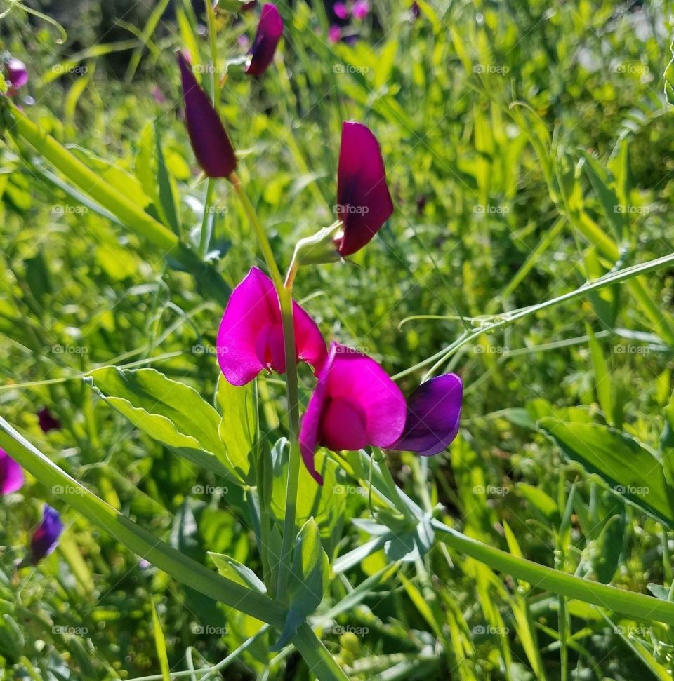  Lone Purple flower 