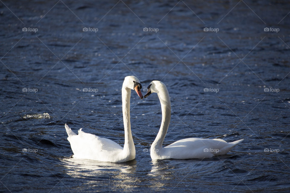 Two swans swimming in lake