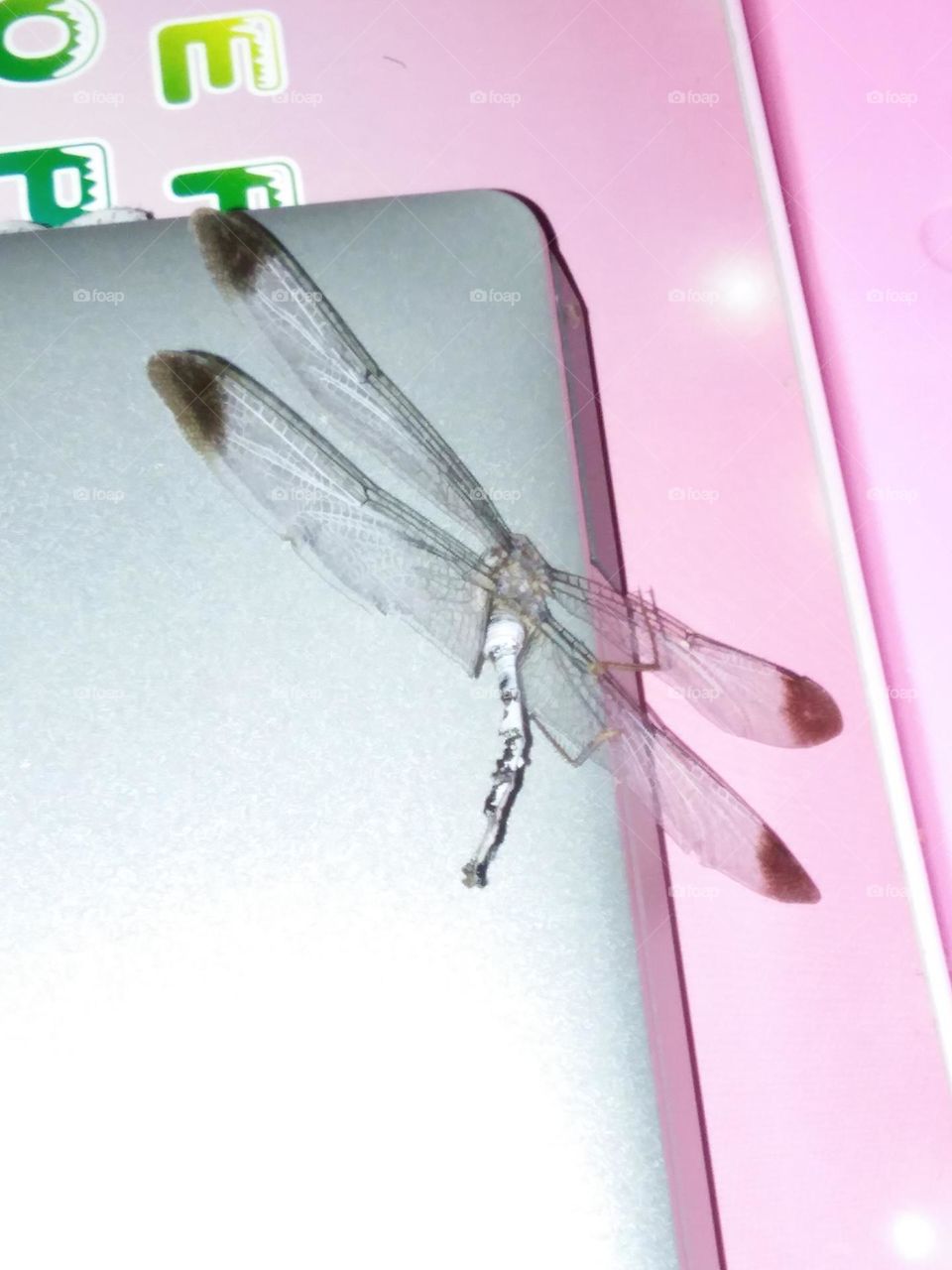 Isn't it lovely pink with dragonfly landed on top of it unexpectedly?