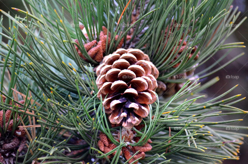 pinecone