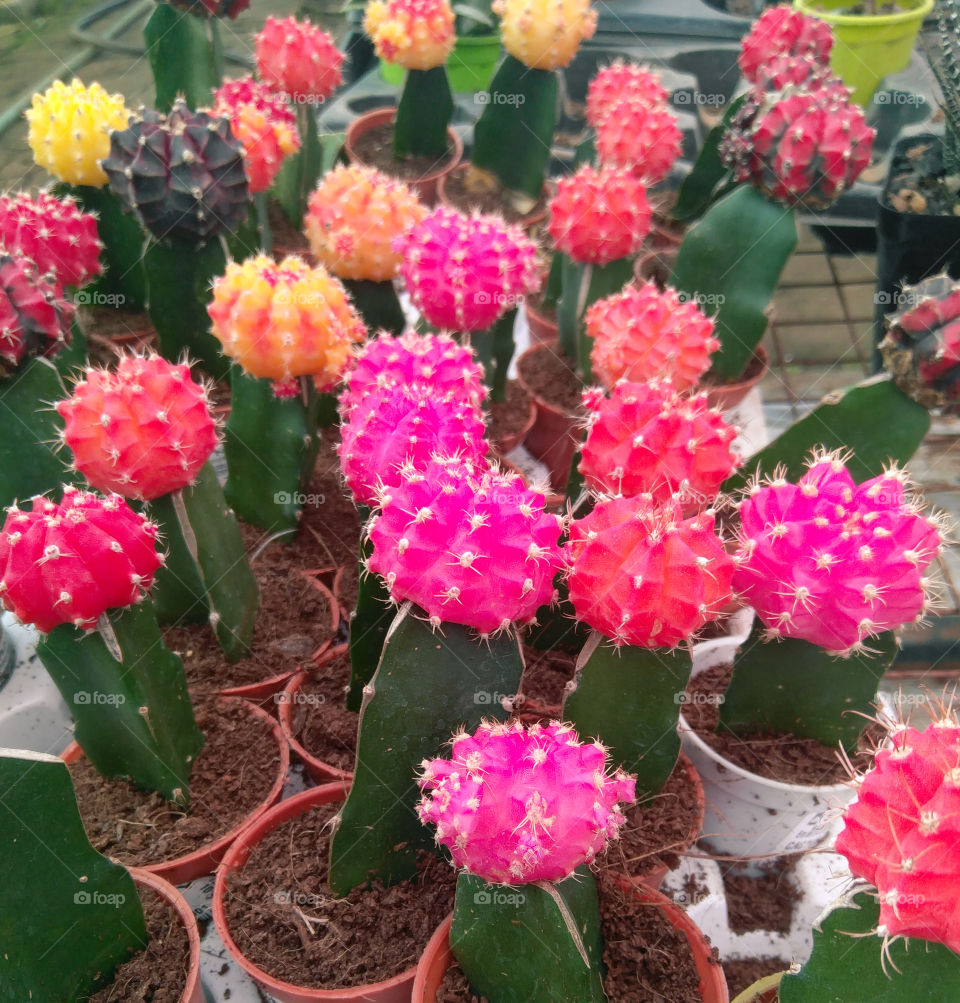 Colorful cactus flower plants growing in flowerpots in the garden nursery, interior decorating ideas, plantation