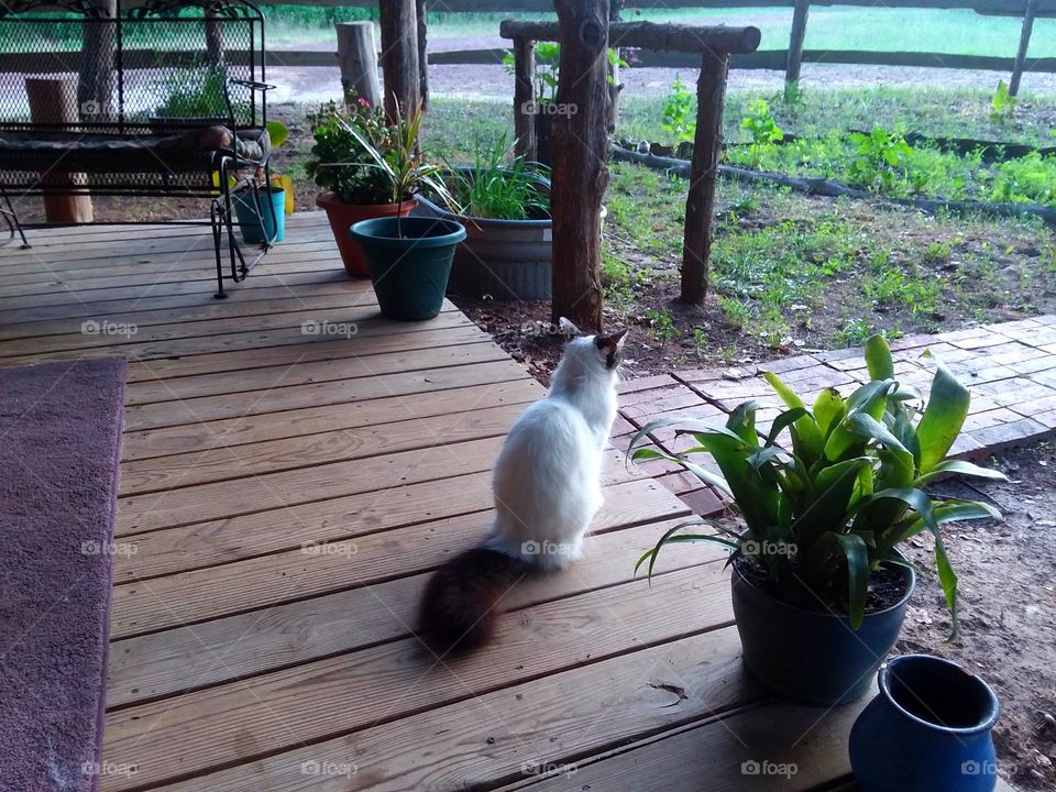 Cat on Porch 2