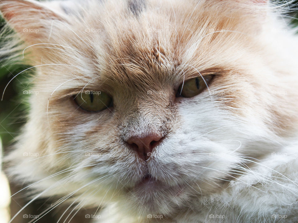 Close-up of a cat