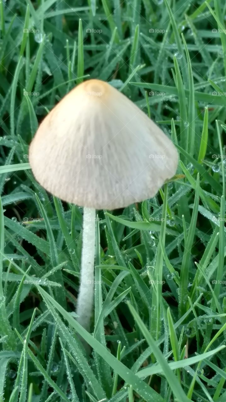 Mushroom