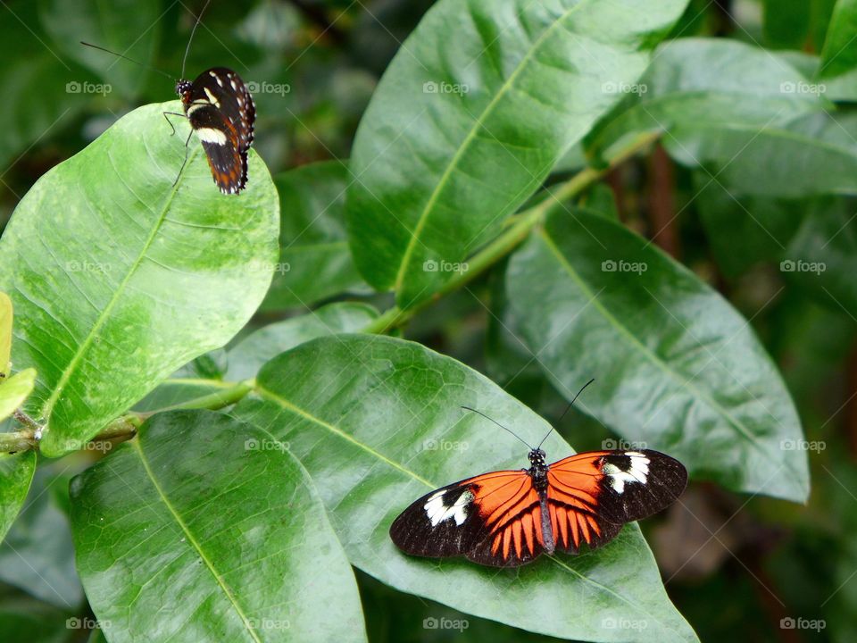 Two red lacewing butterflies 