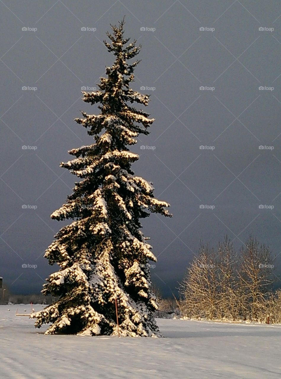 Fairbanks tree
