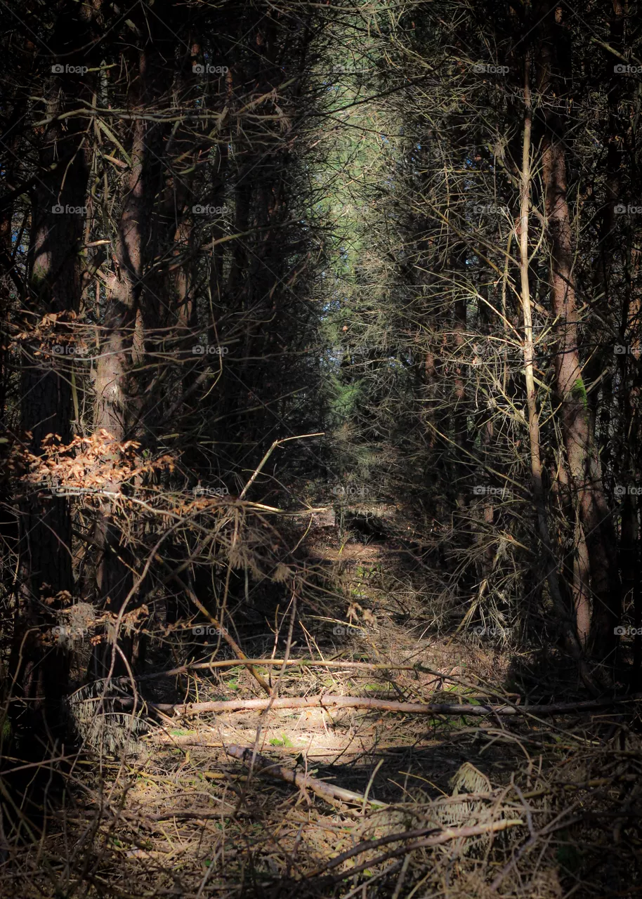 Wald