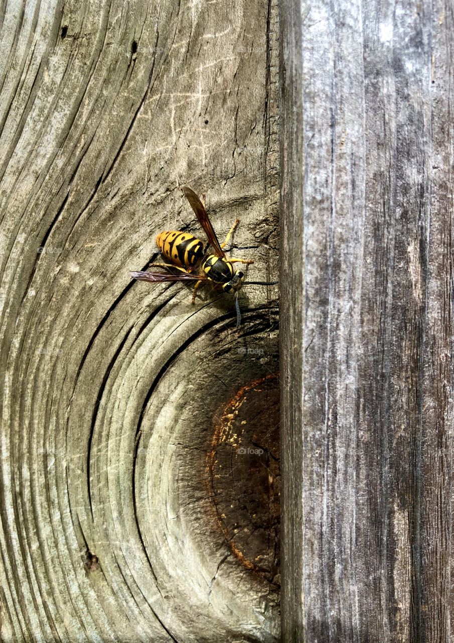 Yellow jacket on wood