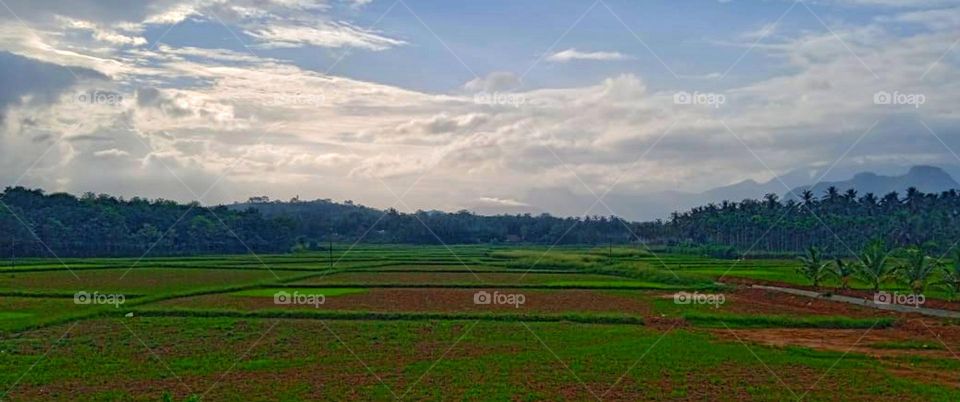 Morning view of Indian nature with agriculture plots