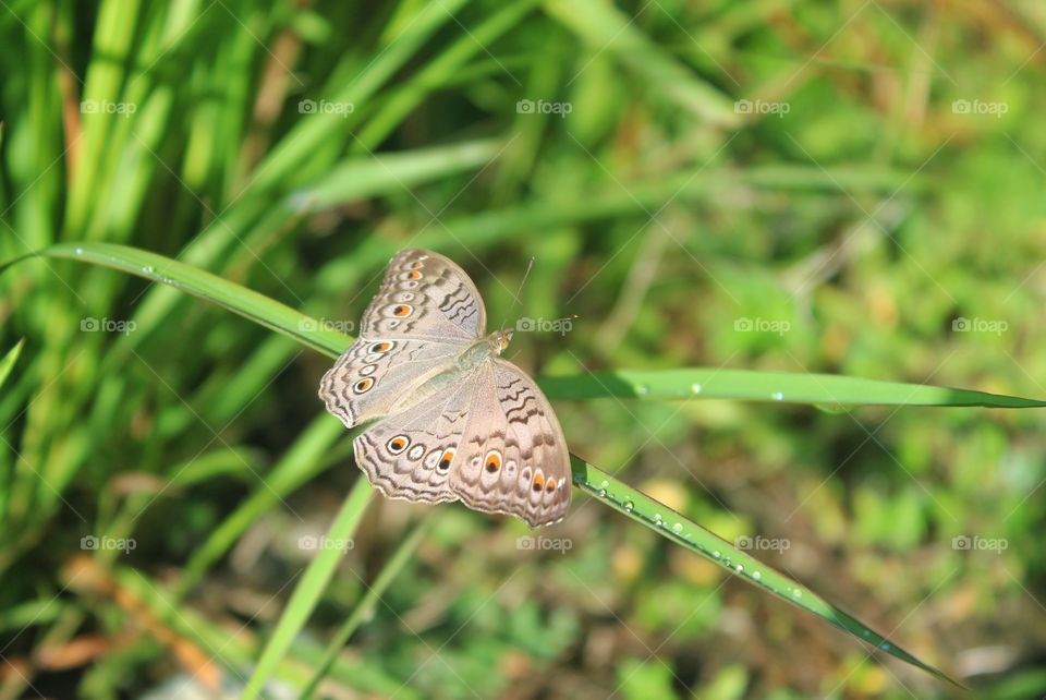 Cute butterfly basking in the fresh morning