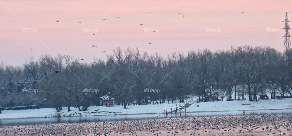 Lake seagauls swmming on in cold water during winter afternoon
