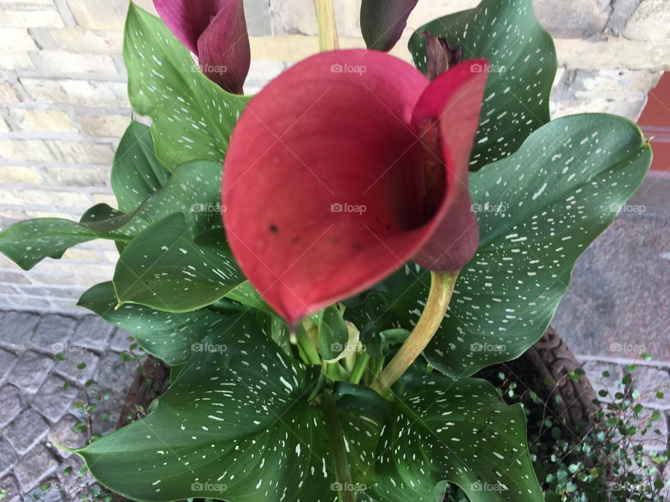 Very nice red flower closeup