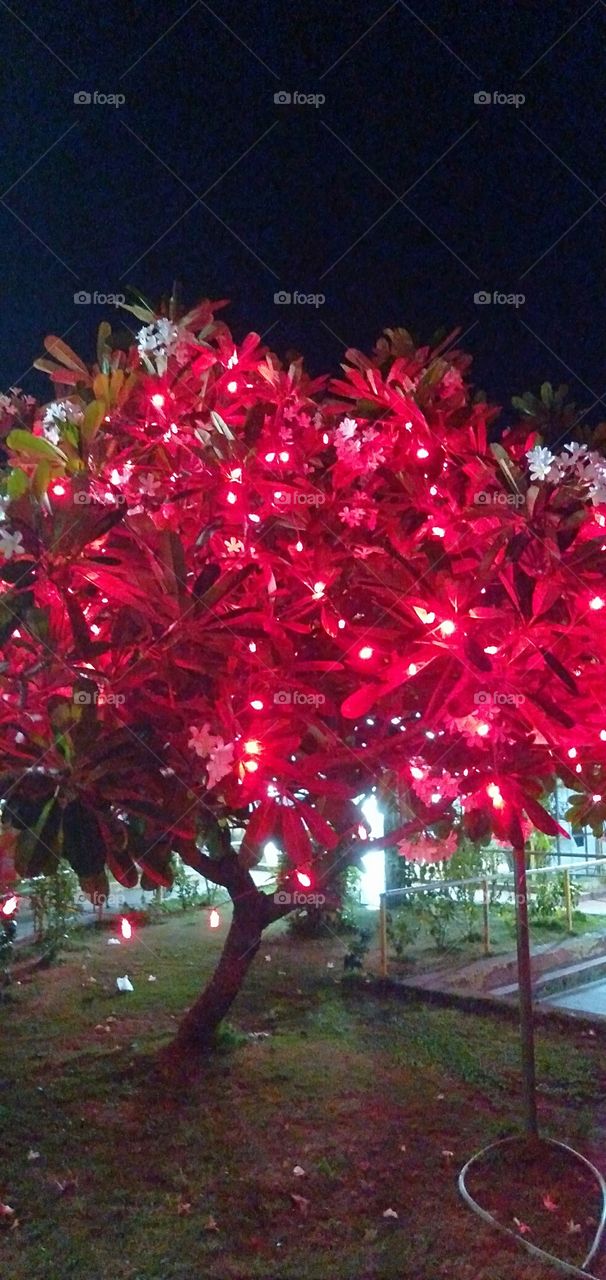 light decorated tree