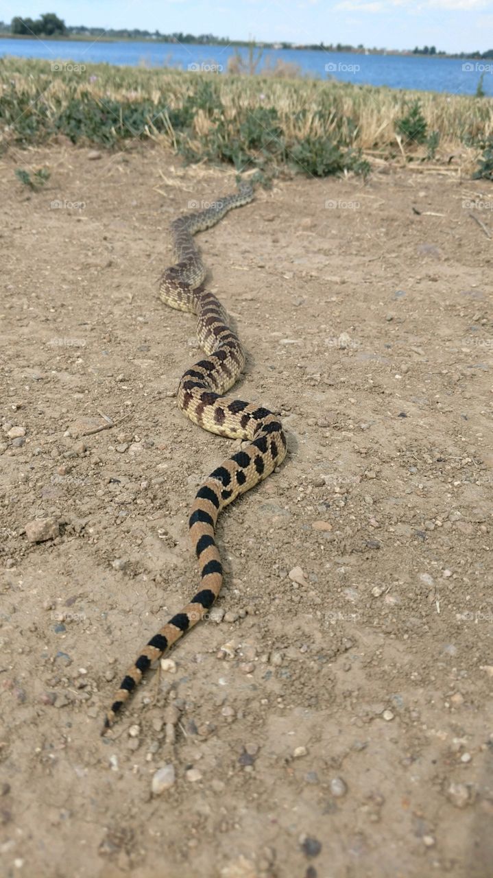 Snake, Reptile, Wildlife, Nature, Animal