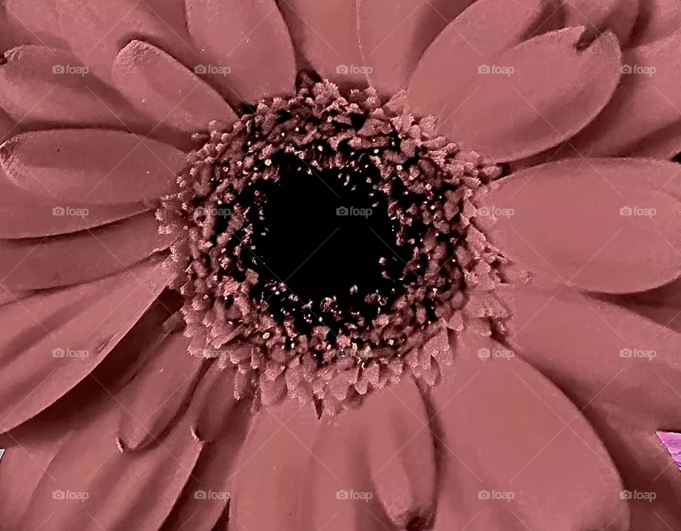 PASTEL PINK DETAILED CLOSE UP VIEW FLOWER