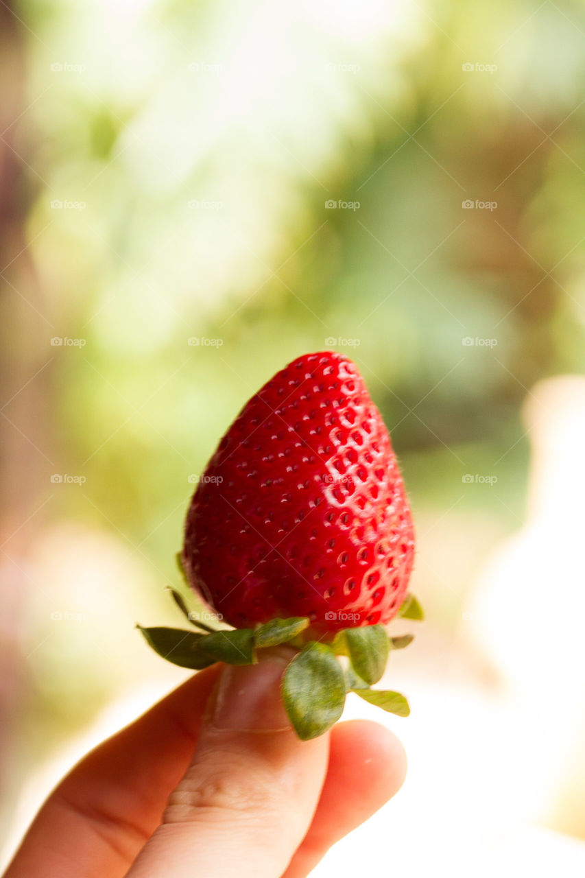 A person holding of strawberry