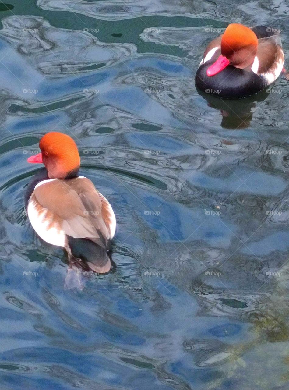 Spring. Time of love Two multi-colored ducks (Ruddy-billed Pochard) are swimming towards.  Colors of spring