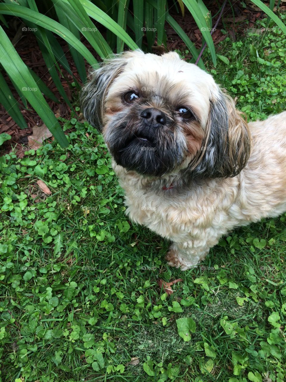 Non Verbal Communication. This is my friend's dog. I think he was trying to tell me something with this look.