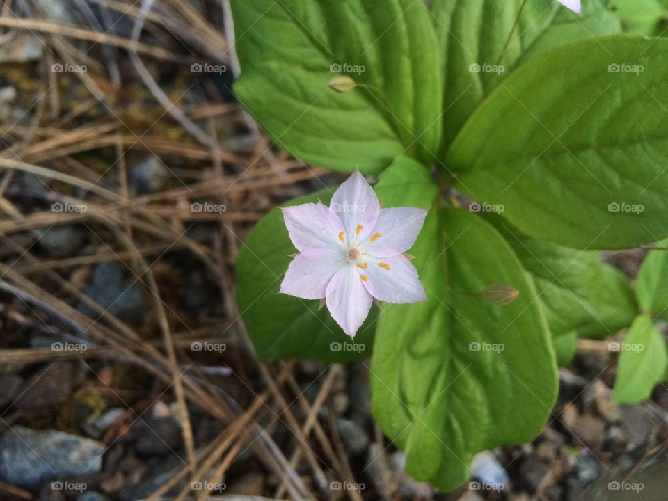 Forest flower in Oregon