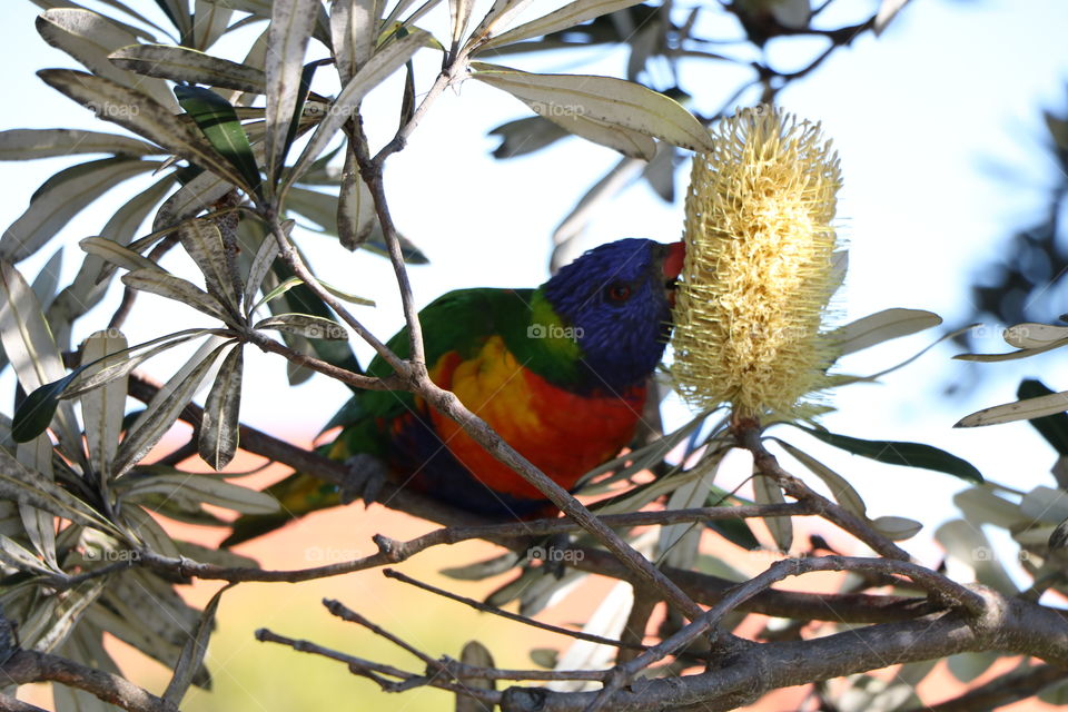 I like this shot super colourful parrot  