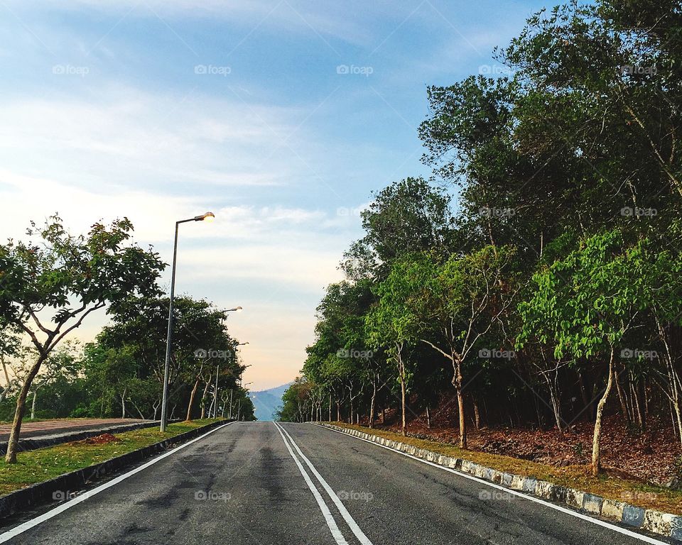 Road and trees