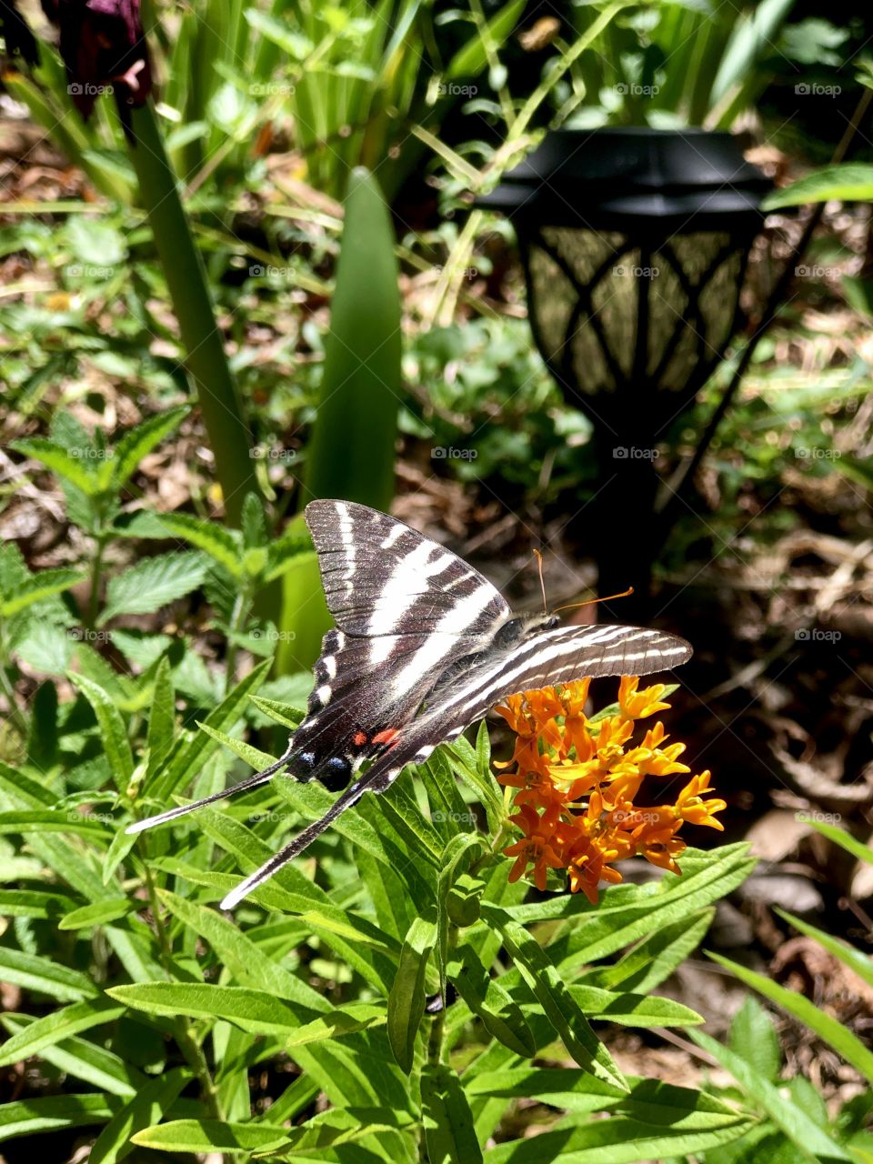 Swallowtail butterfly on orange milkweed 