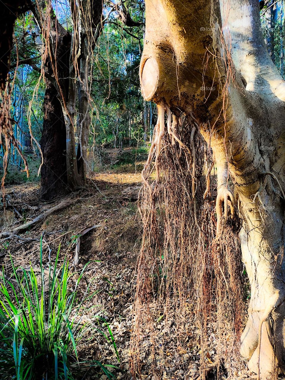 Magical ficus tree aerial roots in enchanted forest