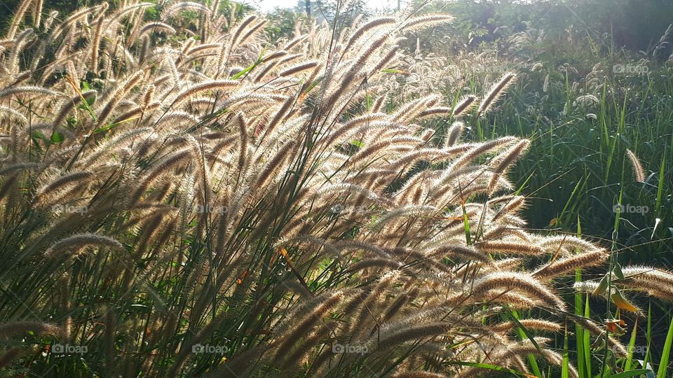 Grass field in sunlight morning time