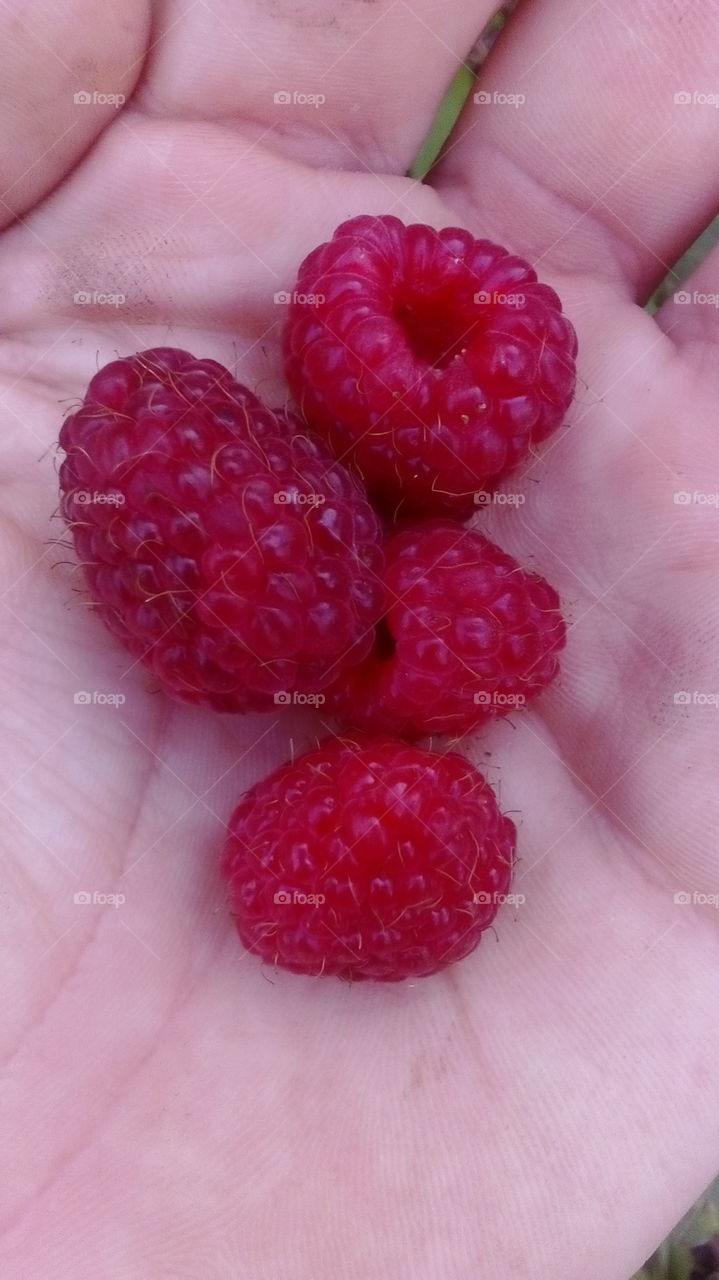 Nice and tasty raspberry. Harvest