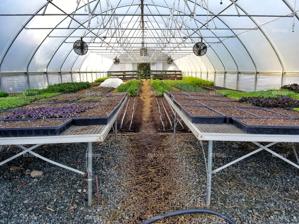 Crops in greenhouse