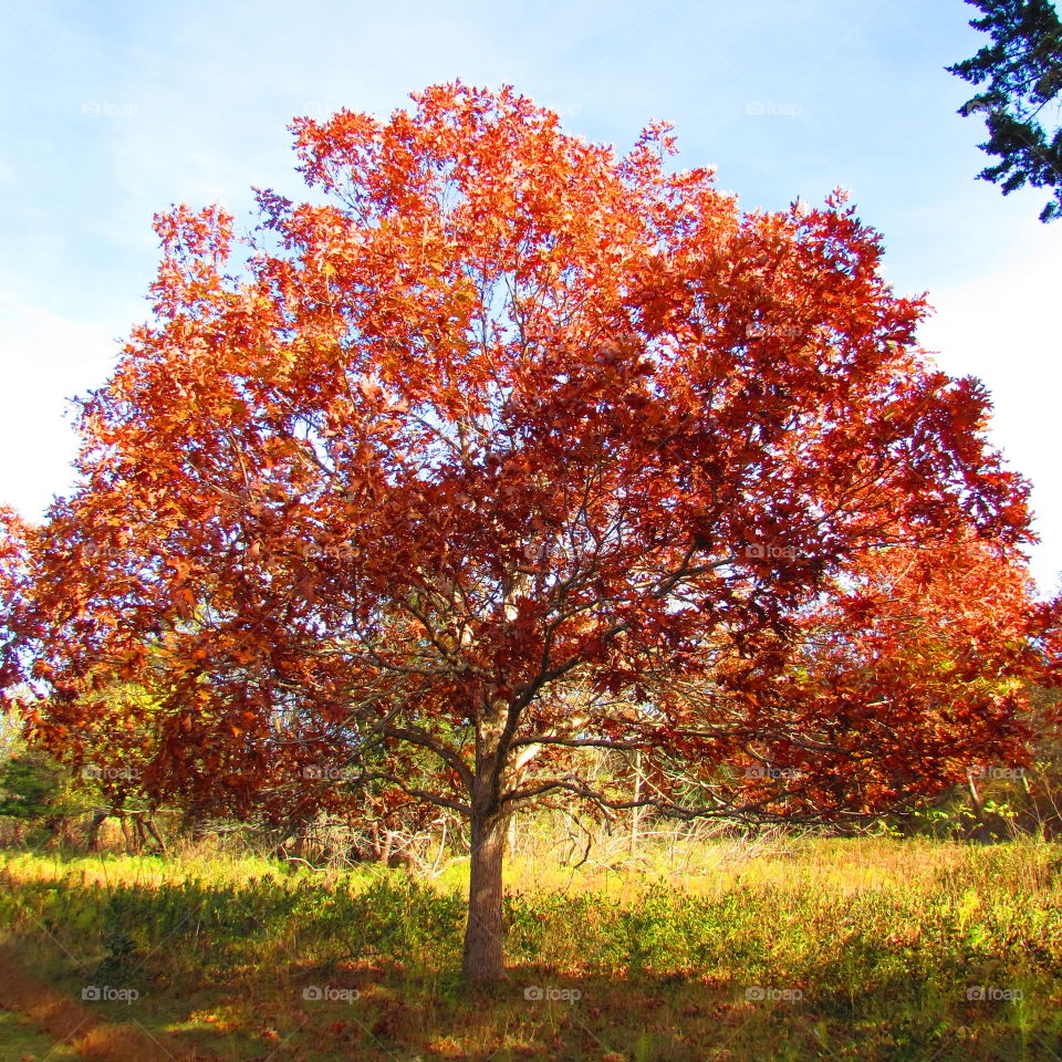 Trees