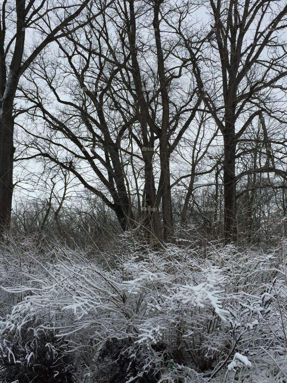 Winter woodland scene