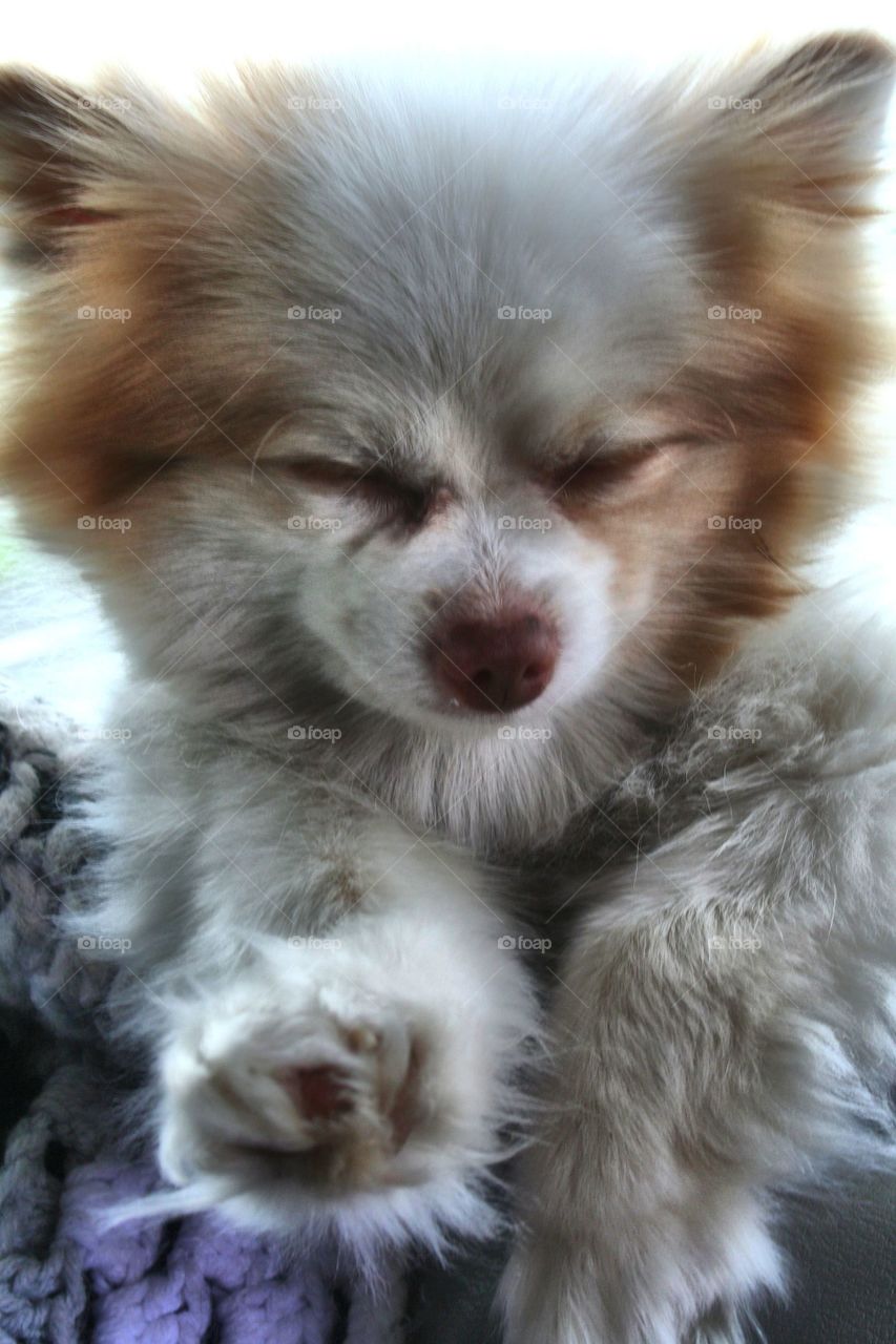 Napping Pup. Just taking a snooze.