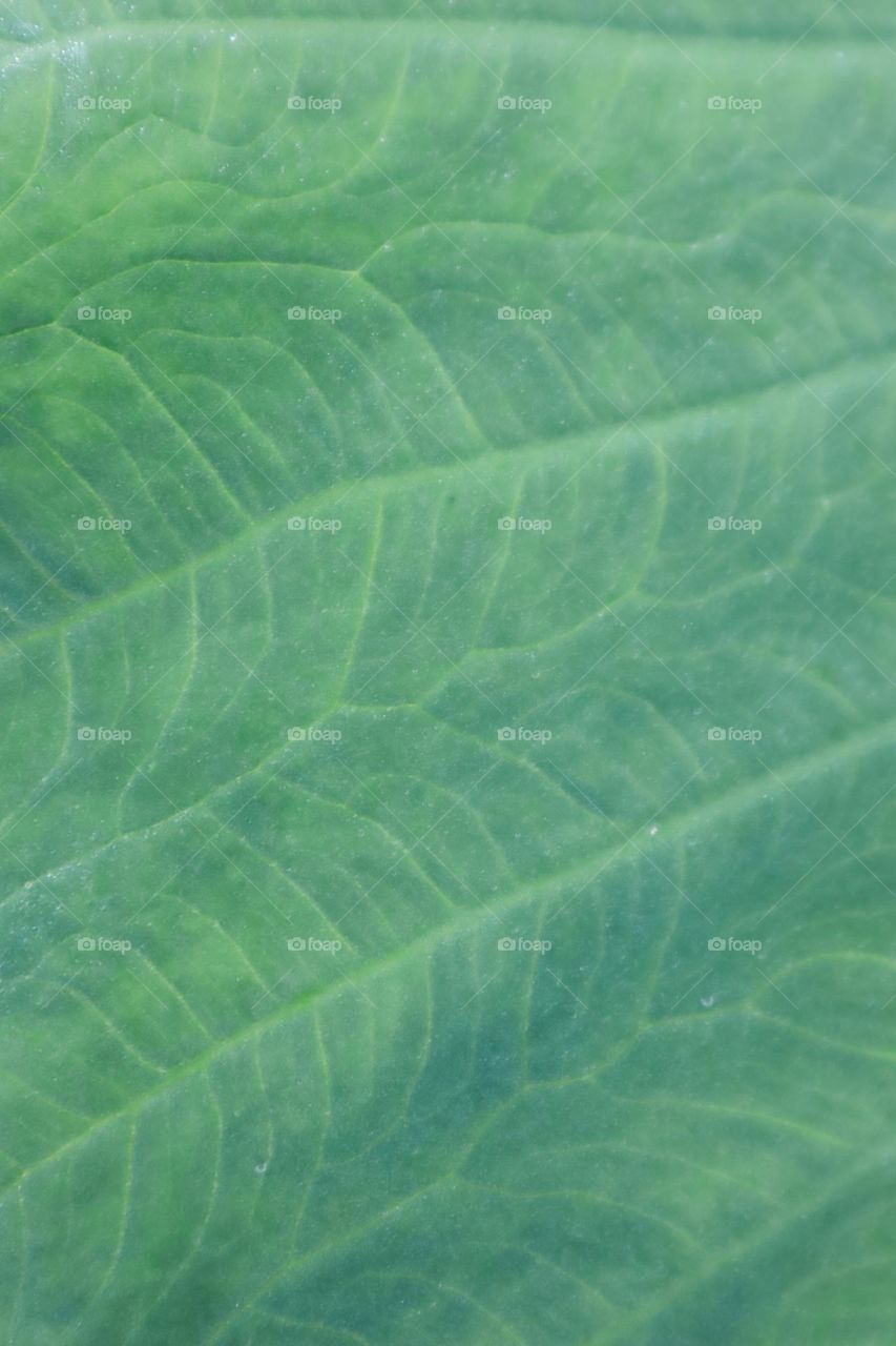 A Detail of Asymmetric Leaf Surface with Beautiful Pattern and Amazing Veins