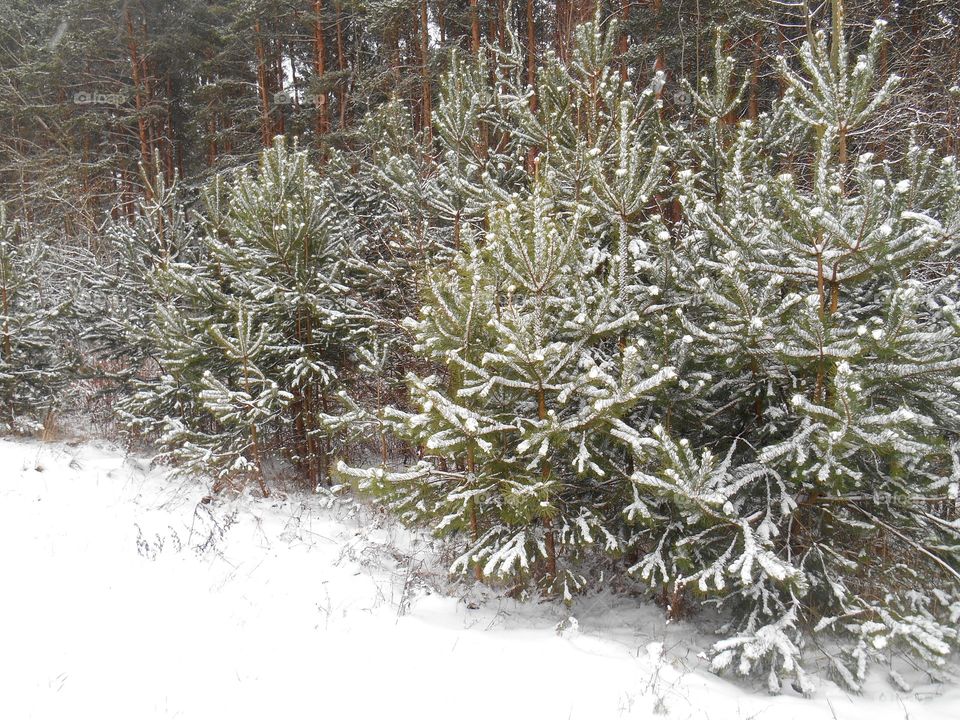 Winter, Frost, Christmas, Snow, Pine