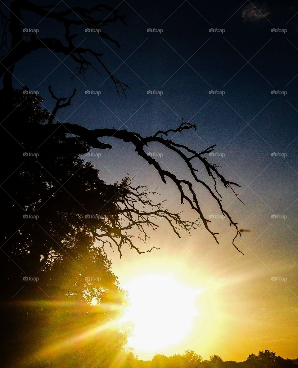 Sunset through trees