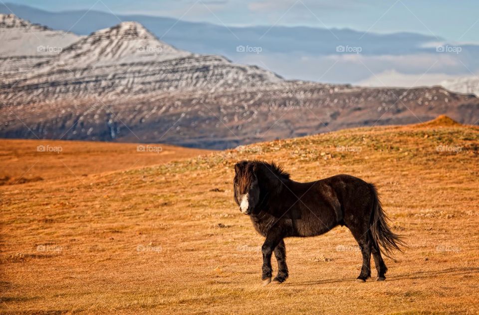 Icelandic horse