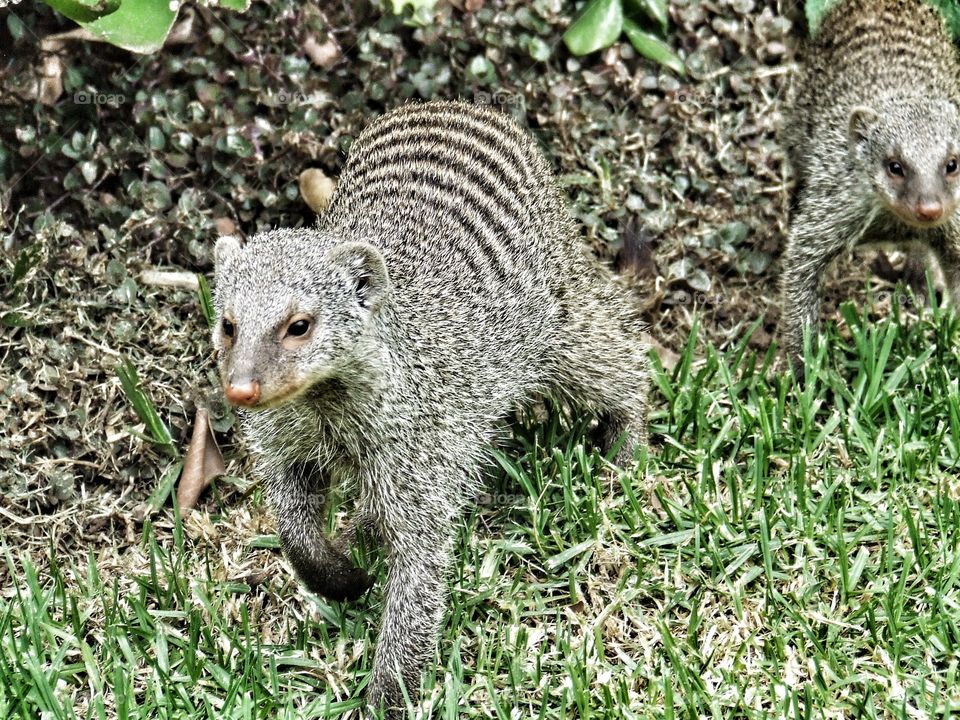Mongoose walking
